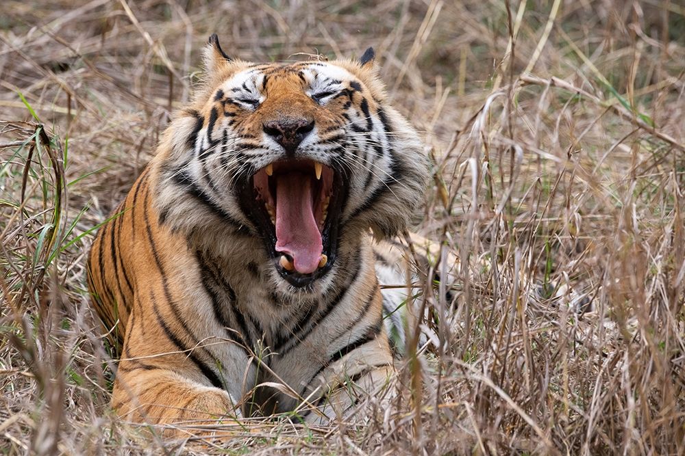 India-Madhya Pradesh-Bandhavgarh National Park Bengal tiger-endangered species